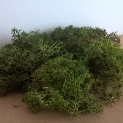 Buissons en lichen vert foncé